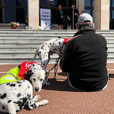 Hundreds Of Millions Of Dollars Puppy Farms In Wa S Sights As Fight Continues For Strawberry The Boxer
