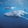 Cruising whale sharks could damage bid to industrialise Exmouth Gulf