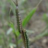 Invasive pest fall armyworm discovered in far north Queensland