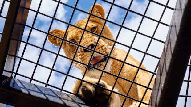 Lion at Monarto Safari Park, South Australia.