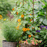 The fast-growing, climbing plants for gardeners who can’t wait