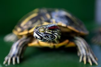 The red-eared slider turtle is being imported illegally.