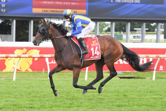 Craig Newitt aboard Sheâ€™s Ideel before the Caulfield Cup.