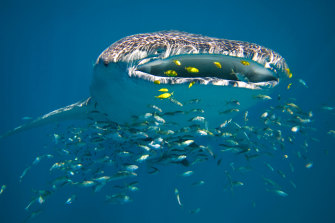 Ningaloo Reef is host to the world’s largest congregation of whale sharks. 