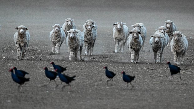 Sheep at a farm belonging to Benalla farmers, Stuart and Julie Green in late May 2025.