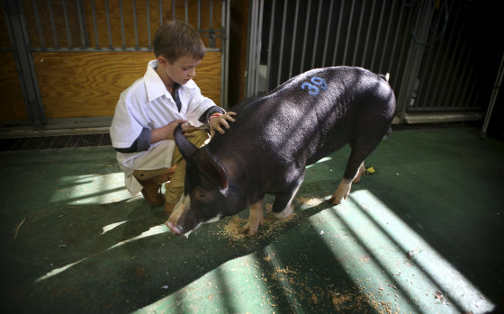 Eight-year-old Lachlan Potts has been showing pigs for four years. 