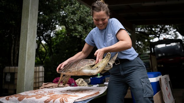 Hannah Taylor, a Marine Park project officer on Norfolk Island, is nursing Doris back to health.
