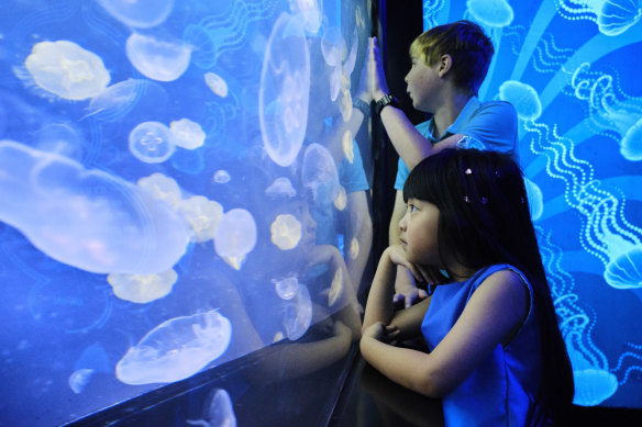 See the sea at the Sea Life Melbourne Aquarium