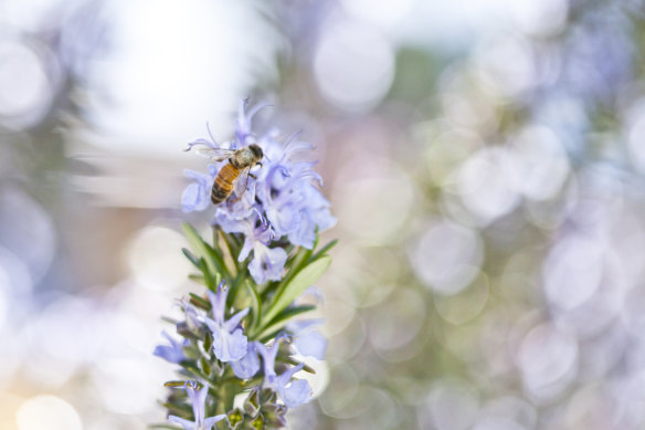 A number of crops in Australia are entirely reliant on bee pollination.