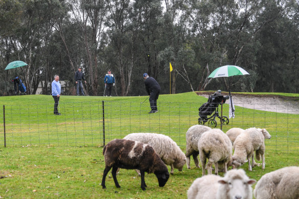 Golfers and sheep flock to the Eastern Sward Golf Club.