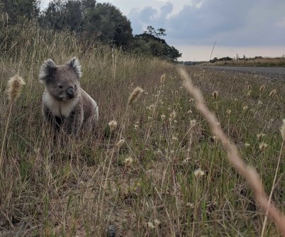 The five Queensland sections of the federal government's proposed  Inland Rail project pass through or close to critical koala habitats, latest information shows.