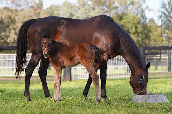 Winx foal: Legendary racehorse gives birth to third healthy filly by ...