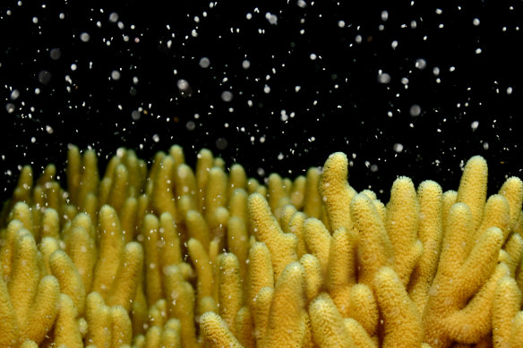 The coral spawning event on the Reef happens just once a year.