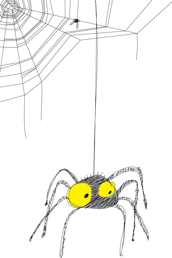 Reflections: the lockdown spider I learnt to love