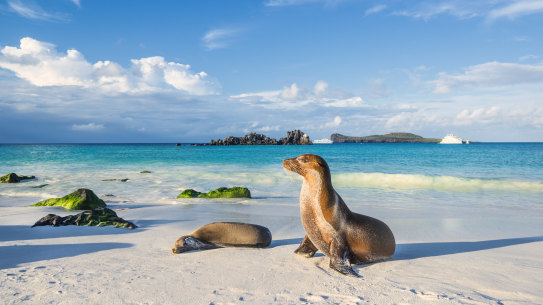 Galápagos sea lions 