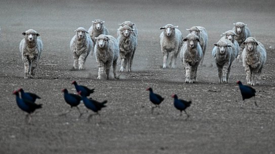Sheep at a farm belonging to Benalla farmers, Stuart and Julie Green in the midst of a drought in May 2025.