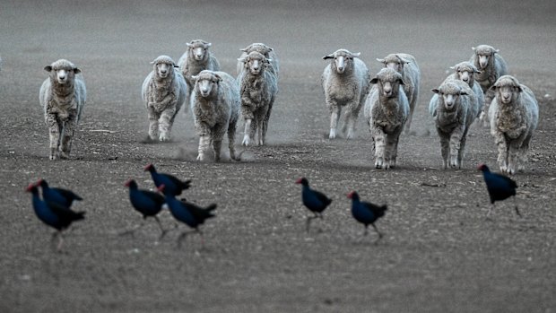Sheep at a farm belonging to Benalla farmers, Stuart and Julie Green in the midst of a drought in May 2025.