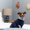 Yes, according to a vet, your pup does need a jumper
