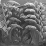 Scientists discover a new rock-hard mineral in a mollusc’s tiny teeth