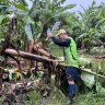 Tully banana farmer Paul Lardi cutting damaged crops on his property at Tully, north of Townsville, north Queensland. 