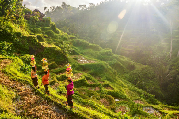 Balinese women in traditional dress, rice paddies … the real Bali.