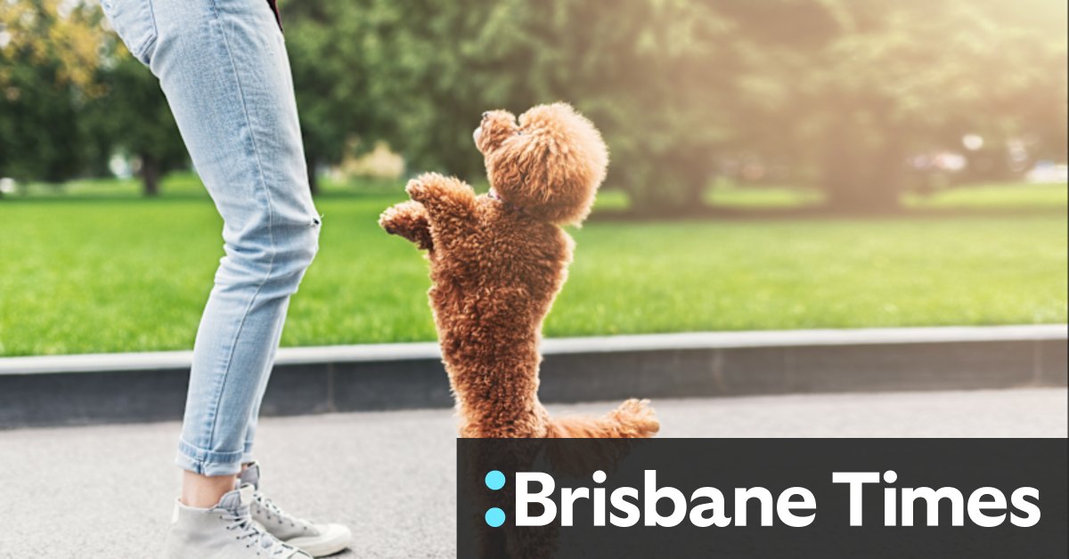 Rental reforms pass in Queensland but not all tails are wagging - Vimarsana News