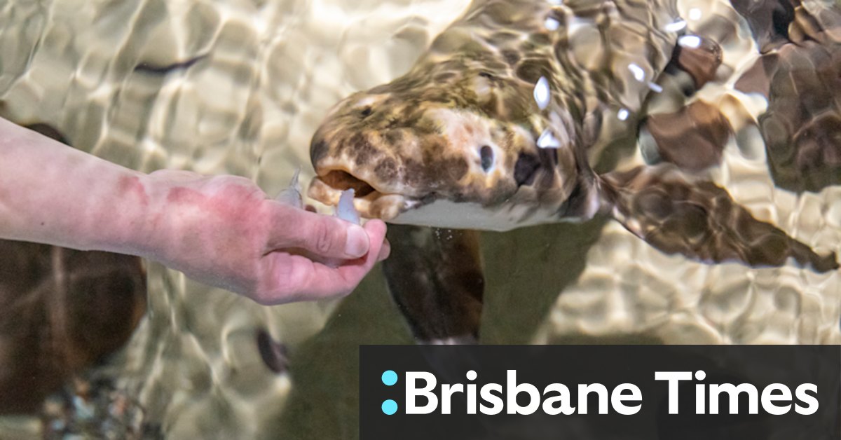 Australian (Queensland) lungfish is the country's oldest freshwater fish which can breathe air like a land dweller - Vimarsana News
