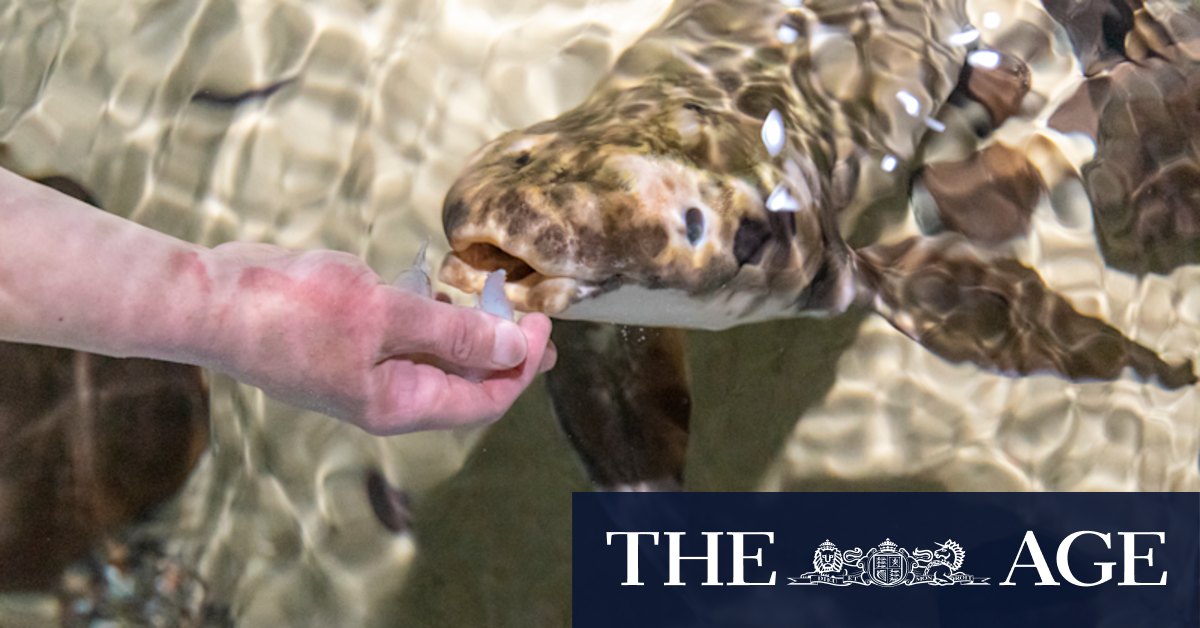 Australian (Queensland) lungfish is the country's oldest freshwater fish which can breathe air like a land dweller - Vimarsana News