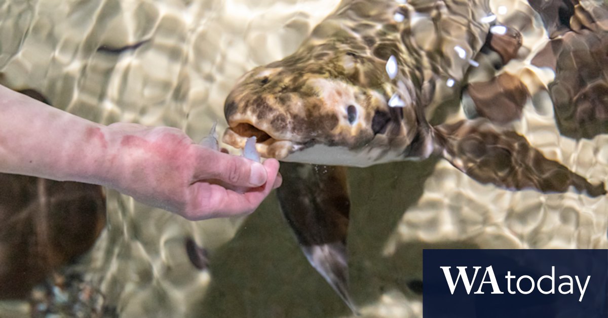 Australian (Queensland) lungfish is the country's oldest freshwater fish which can breathe air like a land dweller - Vimarsana News