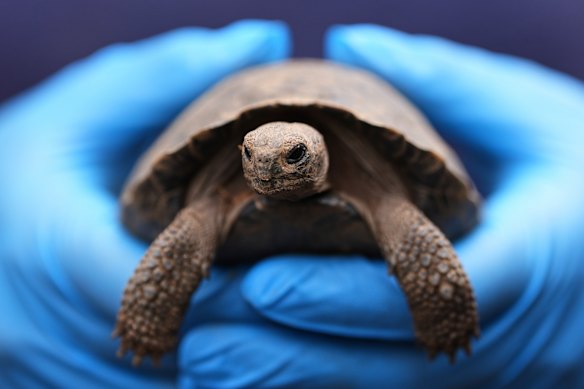 A staff member holds one of the 16 critically endangered western Santa Cruz tortoise hatchlings during their debut at the Philadelphia Zoo in Philadelphia.