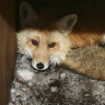 Rapidly spreading bird flu infects foxes and other wild mammals