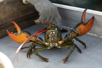 A lobster rears its claws after being caught off Spruce Head, Maine, US. A major study says decapods have feelings.