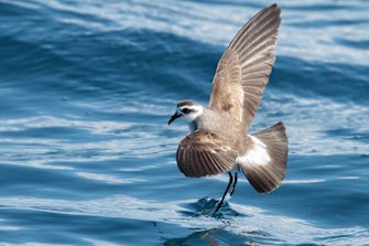 A white-faced storm petrel, photographed off Port Stephens, by bird watchers.