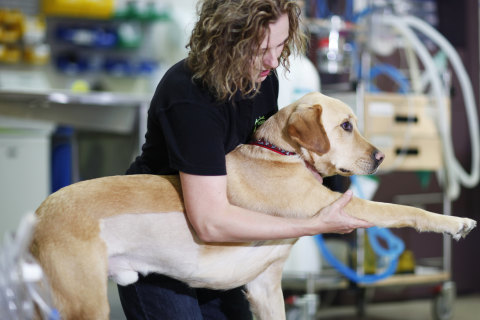 Canine physiotherapist Michelle Monk provides treatment for a range of complaints.
