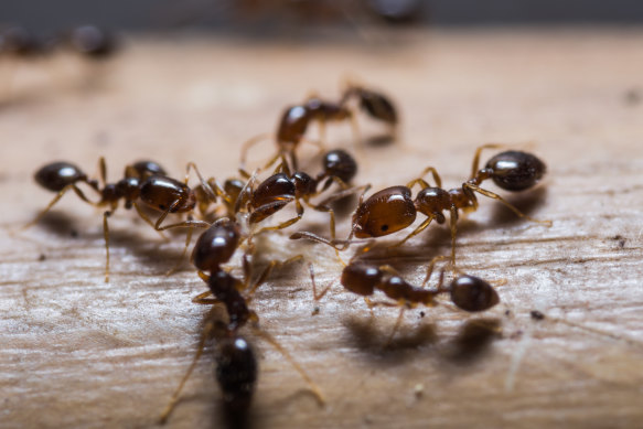 A close-up of red imported fire ants.