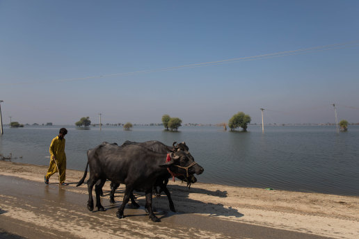 A man walks with his buffalo on a road with floodwaters on either side in Dadu, Pakistan, October 22.