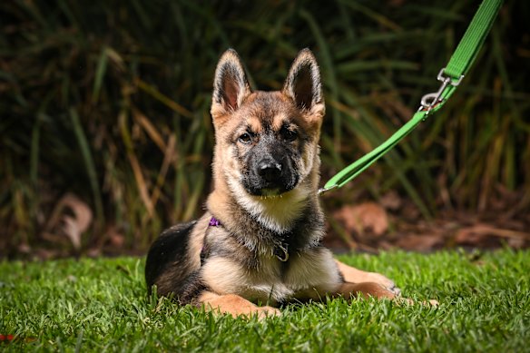 Bereack, a German shepherd at the Lost Dogs’ Home who is up for adoption.