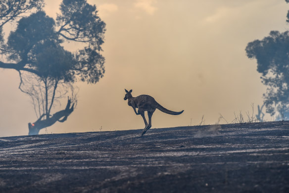 A kangaroo flees a fire in Plenty last month.