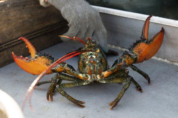 Crabs and lobsters have feelings: British government agrees with new study,  amends Animal Welfare (Sentience) Bill