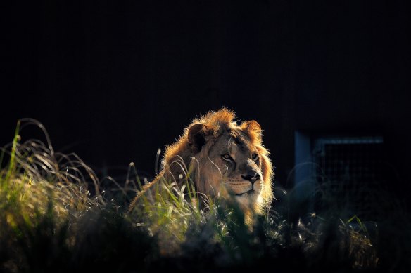 A lion in Taronga Zoo’s state-of-the-art exhibit that mimics the African savanna.