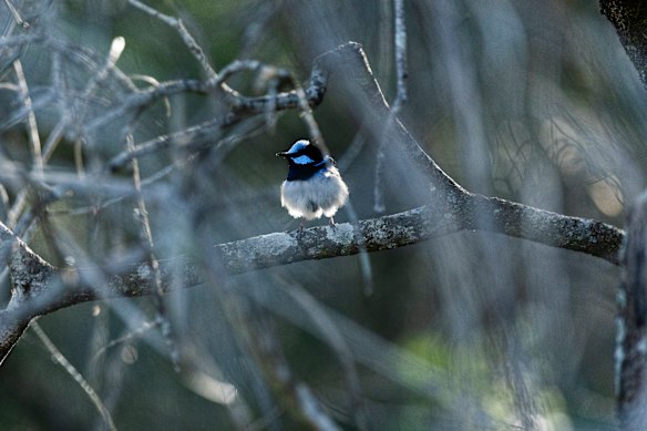 A fairywren by the creek.