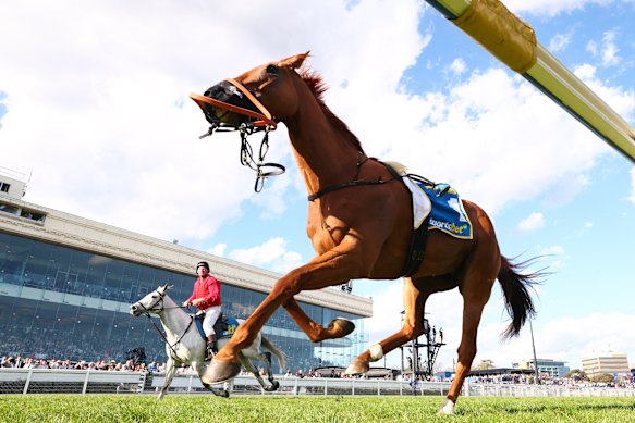 A riderless Half Yours after the fall.
