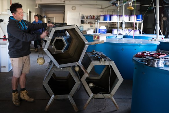 Lachlan Jess prepares fish-hatching boxes that will be used at the Narrandera Fisheries Centre to collect eggs as rescued Murray cod start to spawn.