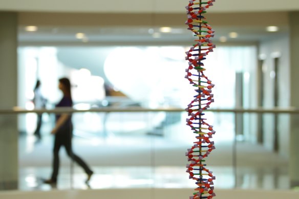 Almost all biological molecules are “homochiral”, meaning they exist in either a left or right-handed form. Natural DNA is considered a right-handed structure.