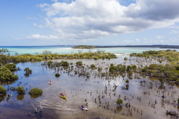 Prime kayaking … K’gari’s natural vegetation in a stream.