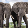 Anti-poaching efforts pay off as elephant numbers double