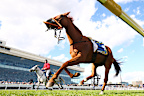 A riderless Half Yours after the fall.