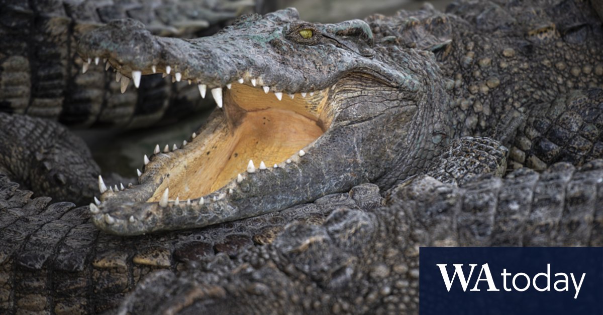 Man rescued from crocodile infested water in WA’s far north | Flipboard
