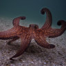 Octopuses have a secret sense to keep 8 arms out of trouble