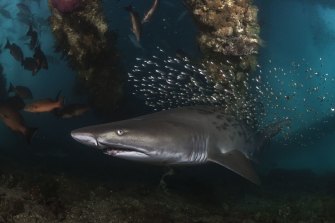 Photographer Scott Portelli won the Endangered Species category at the Australian Geographic Nature Photography of the Year exhibition in 2021 for this photo of a gray nurse shark. 